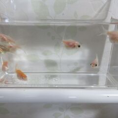 玉サバ　ベビーの画像