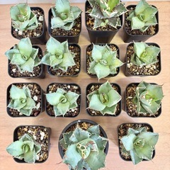観葉植物 アガベ チノチタ 15点セット まとめ売りの画像