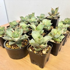 観葉植物 アガベ チノチタ 15点セット まとめ売りの画像