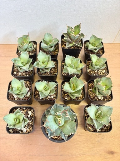 観葉植物 アガベ チノチタ 15点セット まとめ売り