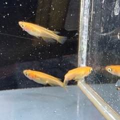 メダカ 紅帝 1ペア＋メスの画像