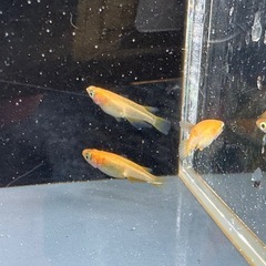 メダカ 紅帝 1ペア＋メスの画像