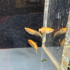 メダカ 紅帝 1ペア＋メスの画像