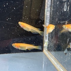 メダカ 紅帝 1ペア＋メスの画像