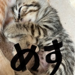 １ヶ月くらいの子猫1匹