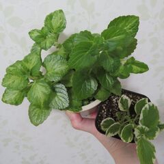 プレクトランサス　ミントリーフの画像