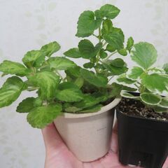 プレクトランサス　ミントリーフの画像
