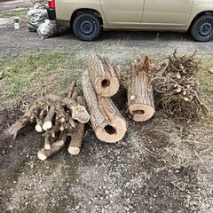 切り株　薪　薪ストーブに　庭木を切ったものです。の画像