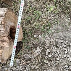 切り株　薪　薪ストーブに　庭木を切ったものです。の画像
