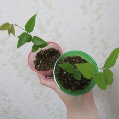 ジャボチカバ　実生苗の画像