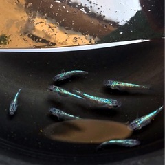 極上サファイア💙ブルー若魚⒎匹+α計⒏匹＊更に+⒈の画像