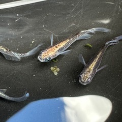 メダカ 古龍系黒幹之ロゼ 2ペア 上物の画像