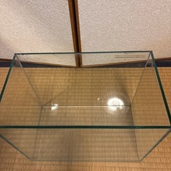 お話中　KOTOBUKI  ３０㎝水槽の画像