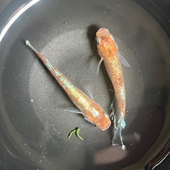 超極上灯赤虎ロングフィン有精卵20個　メダカ　メダカの画像