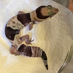 大大大特価‼️国産ニシアフリカトカゲモドキ！オレオ入ってます♪