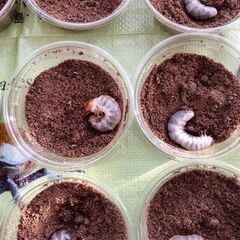 【オオクワガタ幼虫】12頭(能勢地方産)＋【オオクワガタ成虫♀1頭】の画像