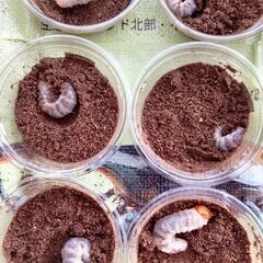 【オオクワガタ幼虫】12頭(能勢地方産)＋【オオクワガタ成虫♀1頭】の画像