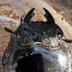 【オオクワガタ幼虫】12頭(能勢地方産)＋【オオクワガタ成虫♀1頭】の画像
