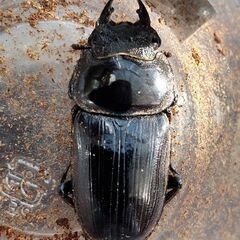 【オオクワガタ幼虫】12頭(能勢地方産)＋【オオクワガタ成虫♀1頭】の画像