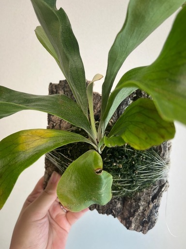 コウモリラン ビカクシダ ニッキー 子株 観葉植物