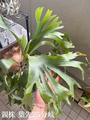 コウモリラン ビカクシダ ニッキー 子株 観葉植物