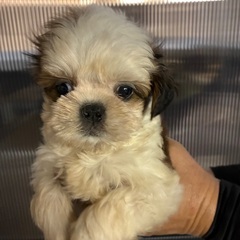 成犬 チワワなどの小型犬や猫