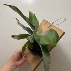 白ビフビカクシダ P.bifurucatum sp white E-1の画像