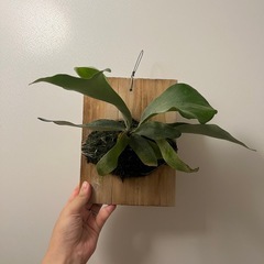 白ビフビカクシダ P.bifurucatum sp white E-1の画像