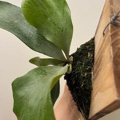 白ビフビカクシダ P.bifurucatum sp white E-1の画像