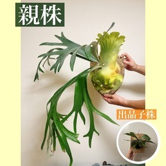 白ビフビカクシダ P.bifurucatum sp white E-1の画像