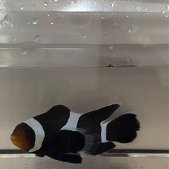 ロングフィン　ブラックオセラリスの画像