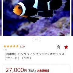 ロングフィン　ブラックオセラリスの画像