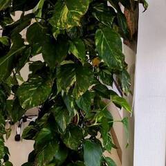観葉植物①　ポトスの画像