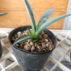 観葉植物　アガベ　子株　３株セット(A)の画像