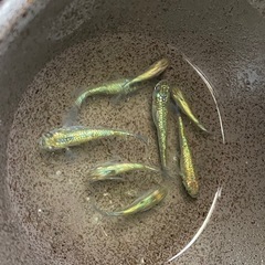 取引中　ネプチューン　めだかオス3メス6の画像