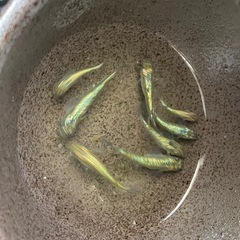 取引中　ネプチューン　めだかオス3メス6の画像