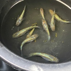 取引中　ネプチューン　めだかオス3メス6の画像