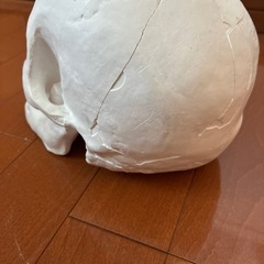 骸骨石膏像　おまけ付き（手の石膏像）の画像
