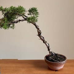 盆栽 真柏 文人の画像