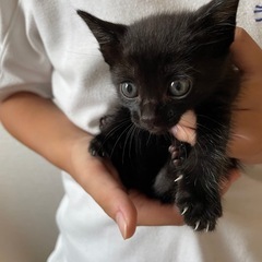 黒猫　子猫　女の子　約1ヶ月