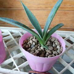 観葉植物　アガベ　子株　３株セット(B)の画像