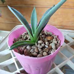 観葉植物　アガベ　子株　３株セット(B)の画像