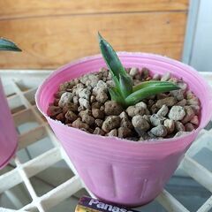 観葉植物　アガベ　子株　３株セット(B)の画像