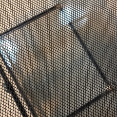 レインフォレストタンク60 45 45 爬虫類ケージの画像