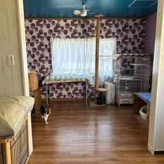 猫の部屋の清掃などの画像