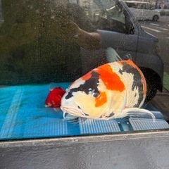 錦鯉　　里親募集の画像