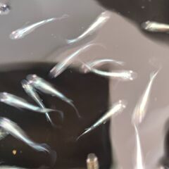 【めだか】　青蝶ロングフィン　稚魚～幼魚おまけ込み10匹セット、今年産まれの画像