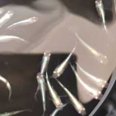 【めだか】　青蝶ロングフィン　稚魚～幼魚おまけ込み10匹セット、今年産まれの画像