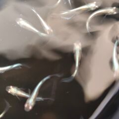 【めだか】　青蝶ロングフィン　稚魚～幼魚おまけ込み10匹セット、今年産まれの画像