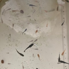 ミックスメダカの画像